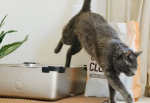5 Cara Kucing Ekspresikan Stres, Pawparents Kudu Paham!