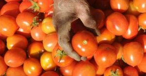 9 Manfaat Buah Tomat sebagai Bahan Dasar DIY Masker Wajah