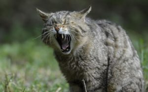 5 Cara Kucing Ekspresikan Stres, Pawparents Kudu Paham!