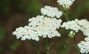 5 Fakta Unik Yarrow Flower, Bunga Daun Seribu yang Kaya Manfaat