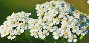 5 Fakta Unik Yarrow Flower, Bunga Daun Seribu yang Kaya Manfaat