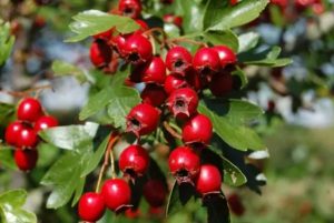 5 Manfaat Kesehatan Hawthorn Berry, Cegah Rambut Rontok