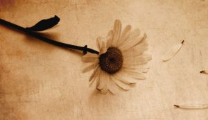 5 Cara Membuat Bunga Imitasi dari Serutan Kayu