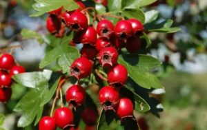 5 Manfaat Kesehatan Hawthorn Berry, Cegah Rambut Rontok