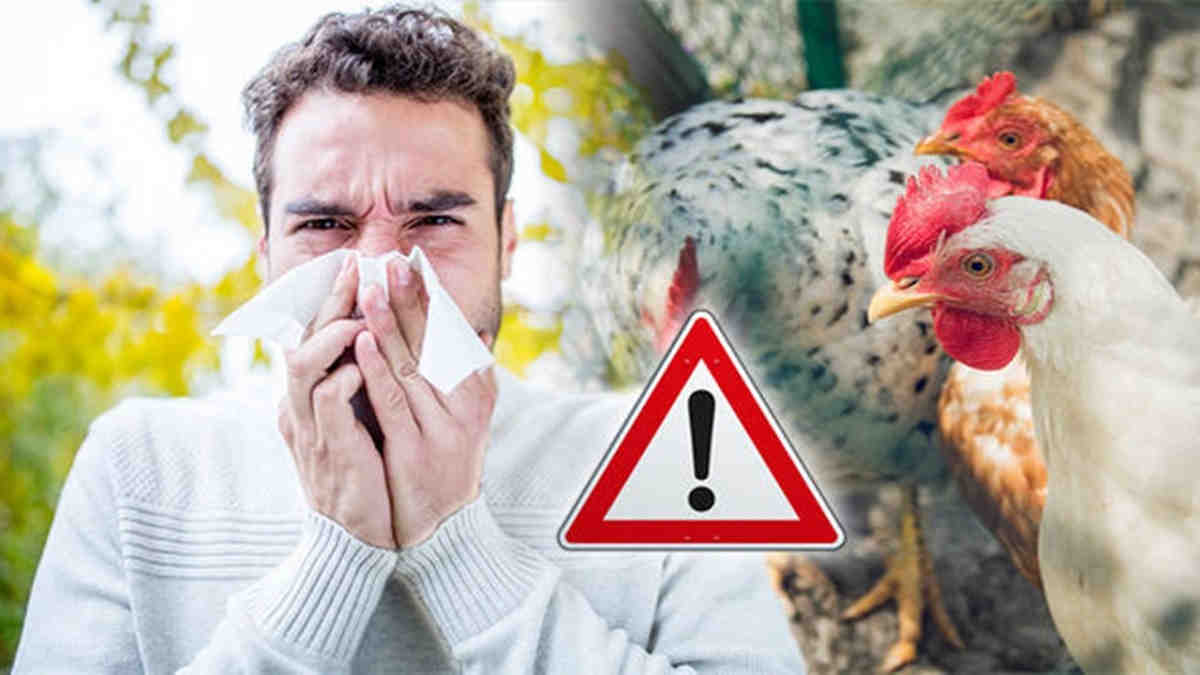 Flu burung