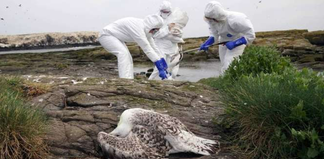 Flu Burung